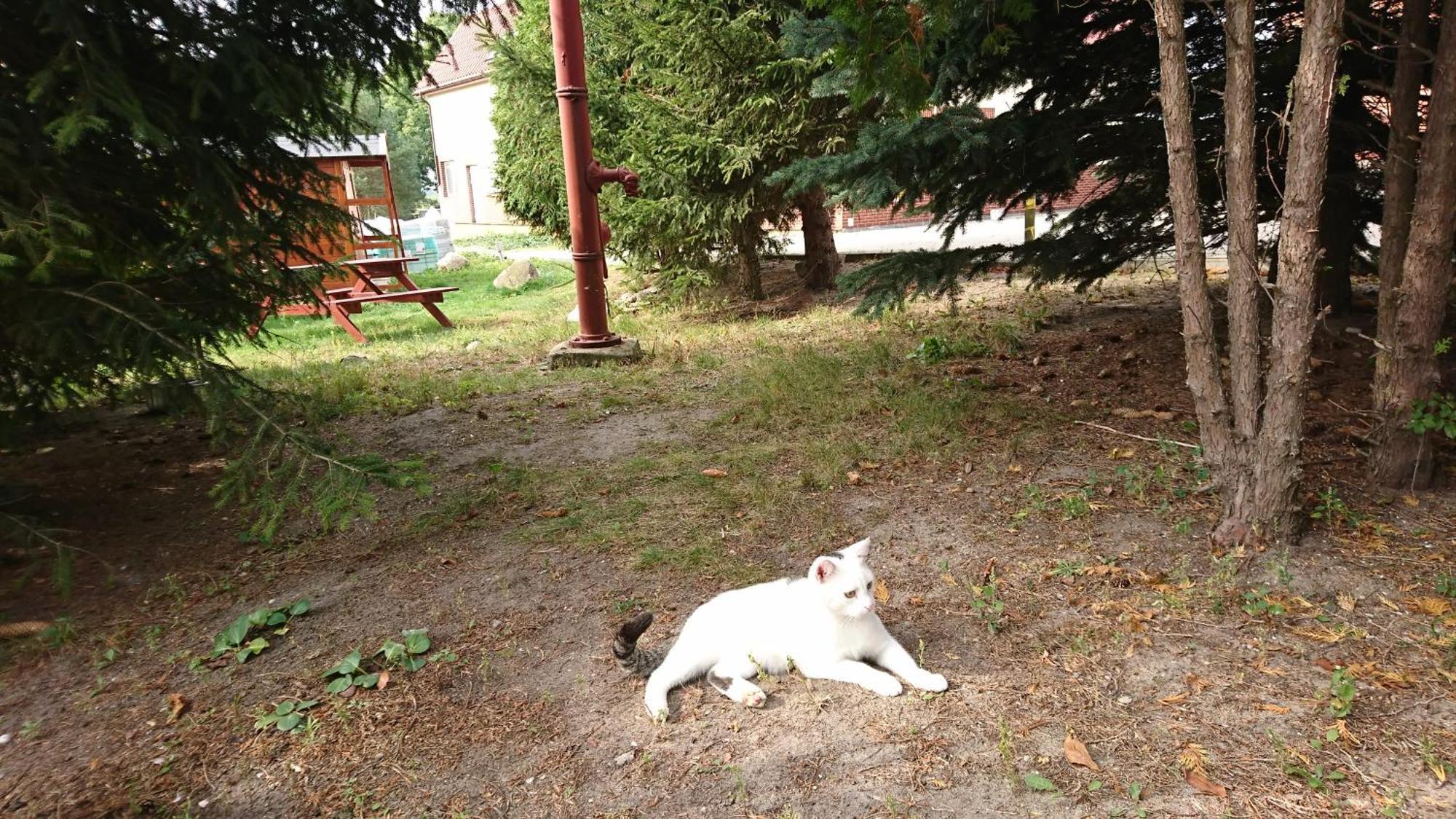 Noclegi Zdzislaw Sieradzki Zbiczno Exterior foto