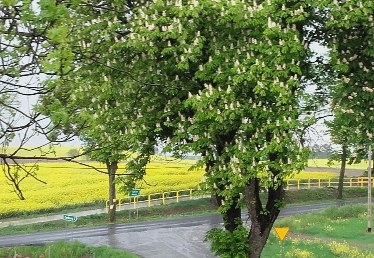 Noclegi Zdzislaw Sieradzki Zbiczno Exterior foto